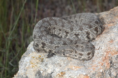 Macrovipera lebetinus schweizeri