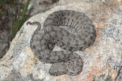 Macrovipera lebetinus schweizeri