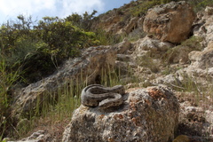 Macrovipera lebetinus schweizeri