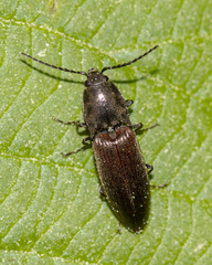 Acteniceromorphus spinosus