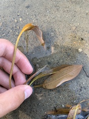 Potamogeton illinoensis