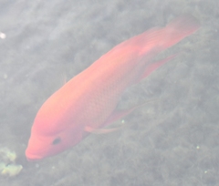 Amphilophus citrinellus