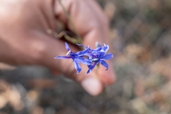 Lobelia gruina