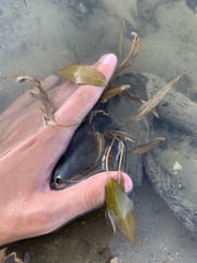 Potamogeton illinoensis