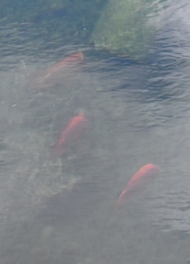 Amphilophus citrinellus