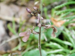 Neottia smallii