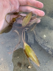 Potamogeton illinoensis