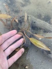 Potamogeton illinoensis