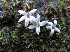 Lobelia perpusilla