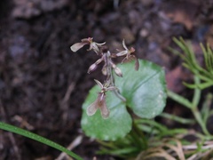 Neottia smallii
