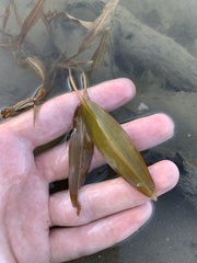 Potamogeton illinoensis