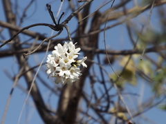 Cordia gerascanthus
