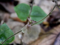 Neottia smallii