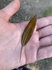 Potamogeton illinoensis