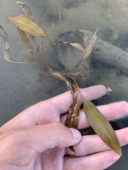 Potamogeton illinoensis