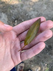 Potamogeton illinoensis