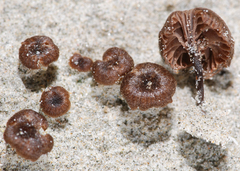 Entoloma graphitipes