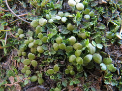 Hydrocotyle hydrophila