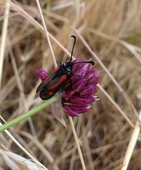 Zygaena sarpedon