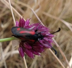 Zygaena sarpedon