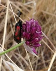 Zygaena sarpedon