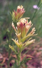 Castilleja cusickii