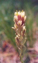 Castilleja cusickii