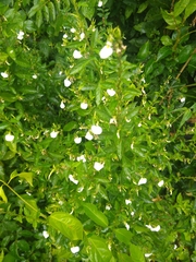 Pombalia communis
