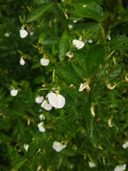 Pombalia communis