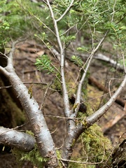 Arceuthobium tsugense