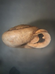 Inflectarius inflectus