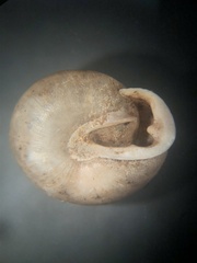 Inflectarius inflectus