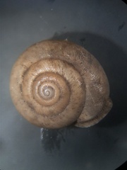 Inflectarius inflectus