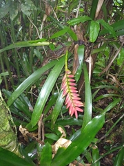 Vriesea ensiformis