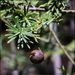 Prumnopitys taxifolia - Photo (c) Grahame, algunos derechos reservados (CC BY-NC-ND), subido por Grahame