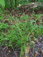Carex leptalea