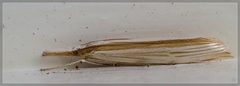 Orocrambus angustipennis