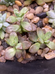 × Graptosedum