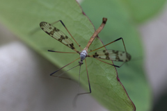 Idioptera linnei