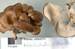 Hohenbuehelia bonii