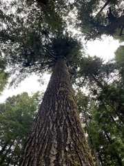 Arceuthobium tsugense