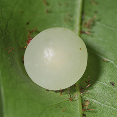 Amphibolips quercusracemaria