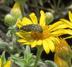Acmaeodera knowltoni