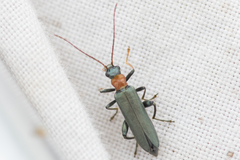 Oedemera croceicollis