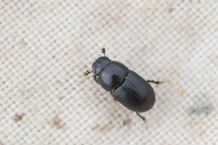 Agrilinus ater