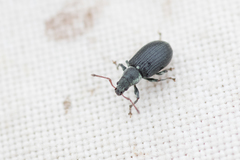 Phyllobius viridicollis