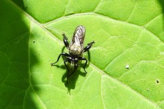 Laphria flavicollis