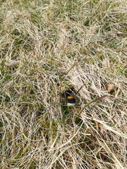 Bombus