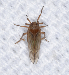 Pareuidella