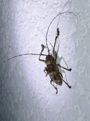 Ancylonotus tribulus